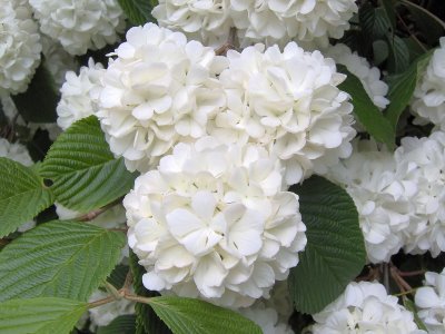 Snowball Flower